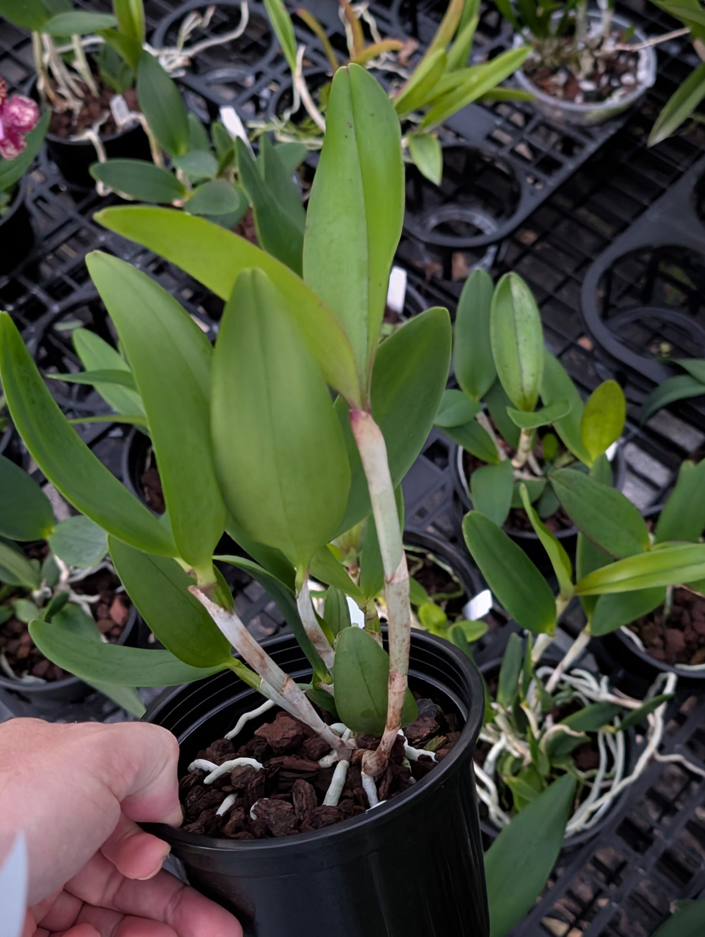 C. Caudebec 'M.O.' x C. Motte Spot 'Ruden' | BS | 5"pot