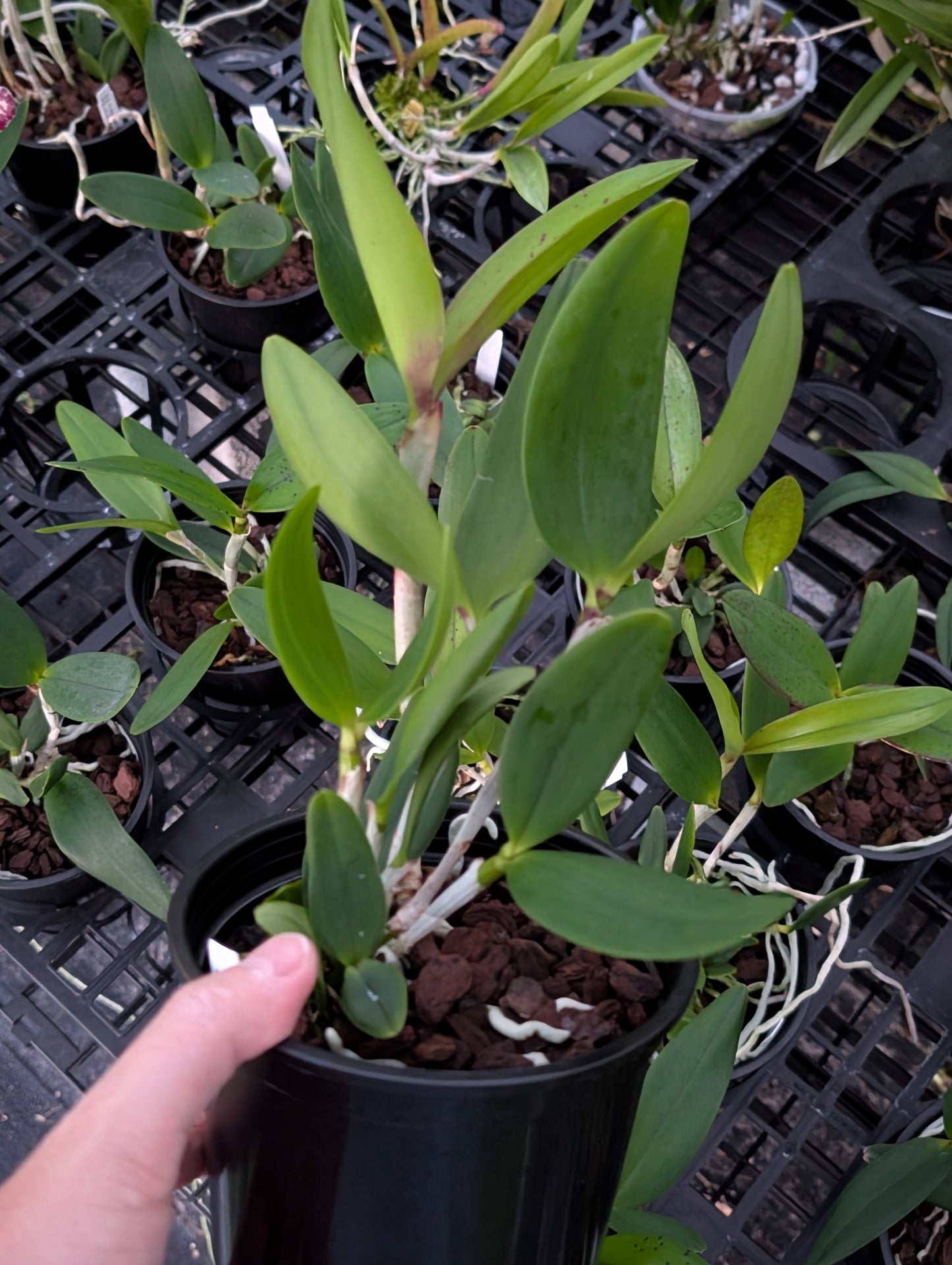 C. Caudebec 'M.O.' x C. Motte Spot 'Ruden' | BS | 5"pot