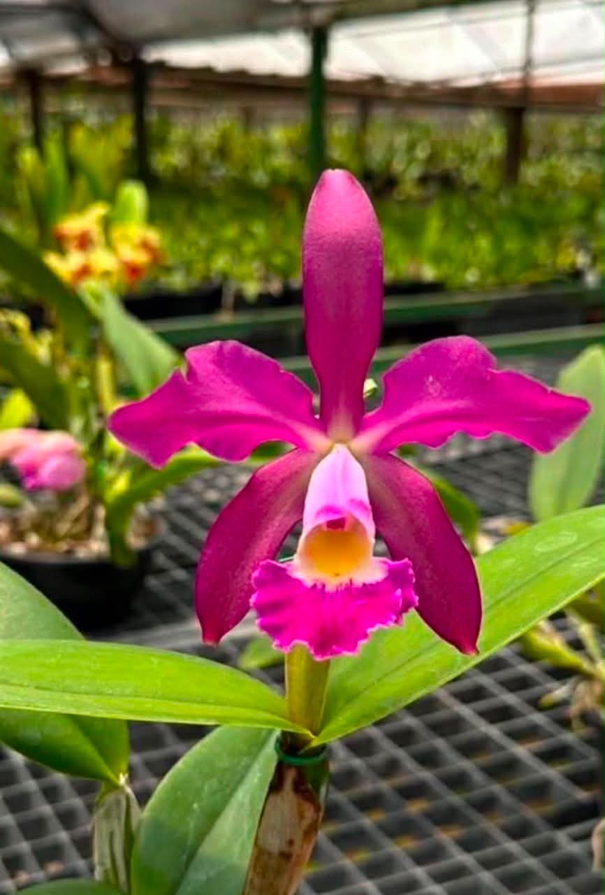 C. Whitei (C. schilleriana x C. warneri)| Bare root new import