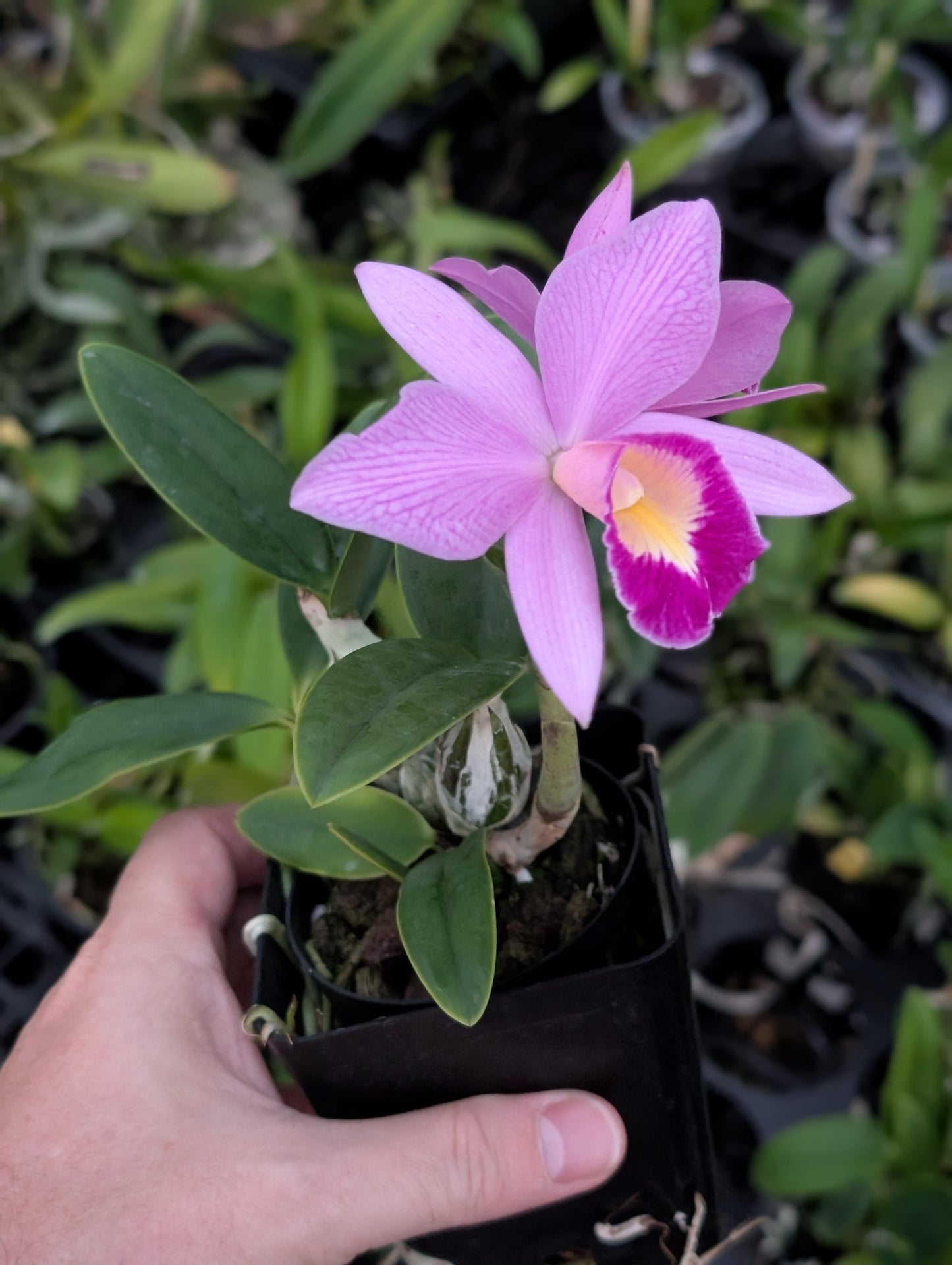 C. QF Keala (C. QF Hazel Kealoha x C. nobilior) | BS not in bloom