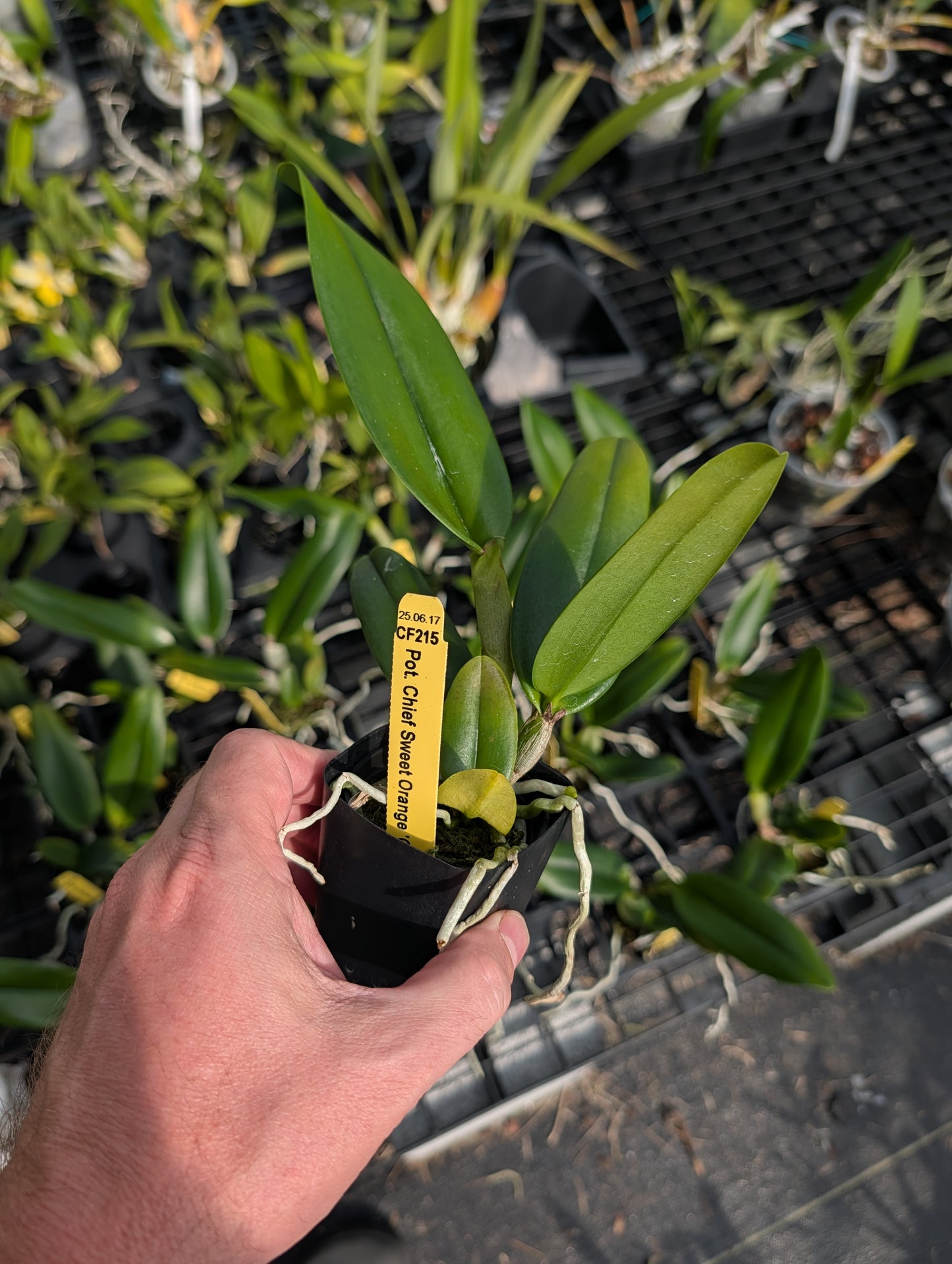 Pot. Chief Sweet Orange 'CF215' | BS not in bloom 3" pot