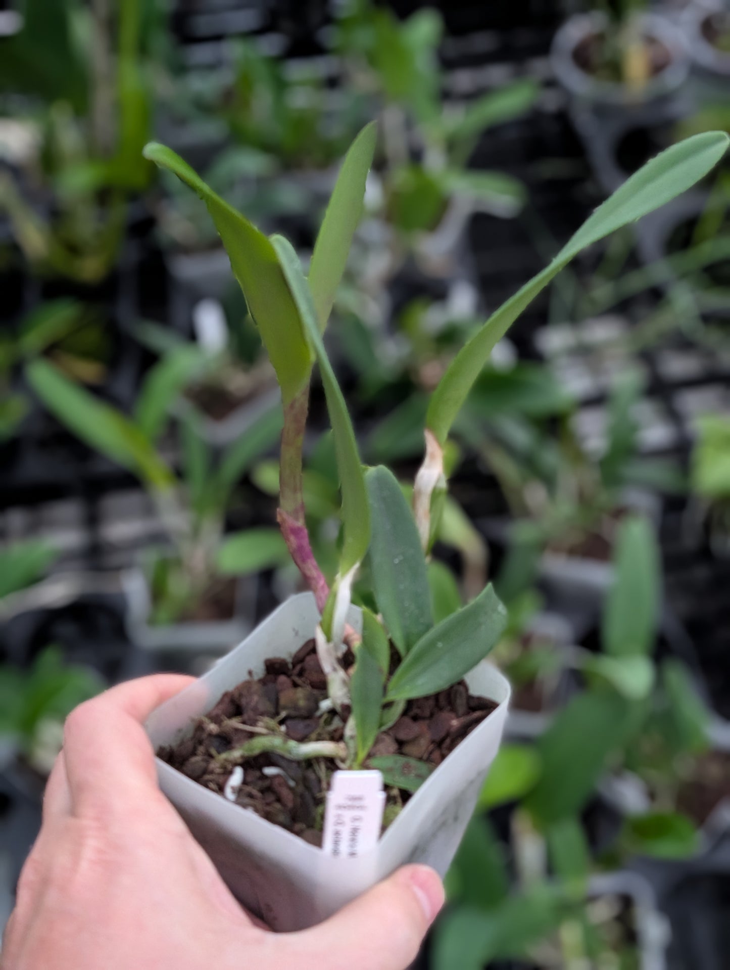 C. Nora's Melody x C. aclandiae 'Lues Black Lava' | NBS 4" pot