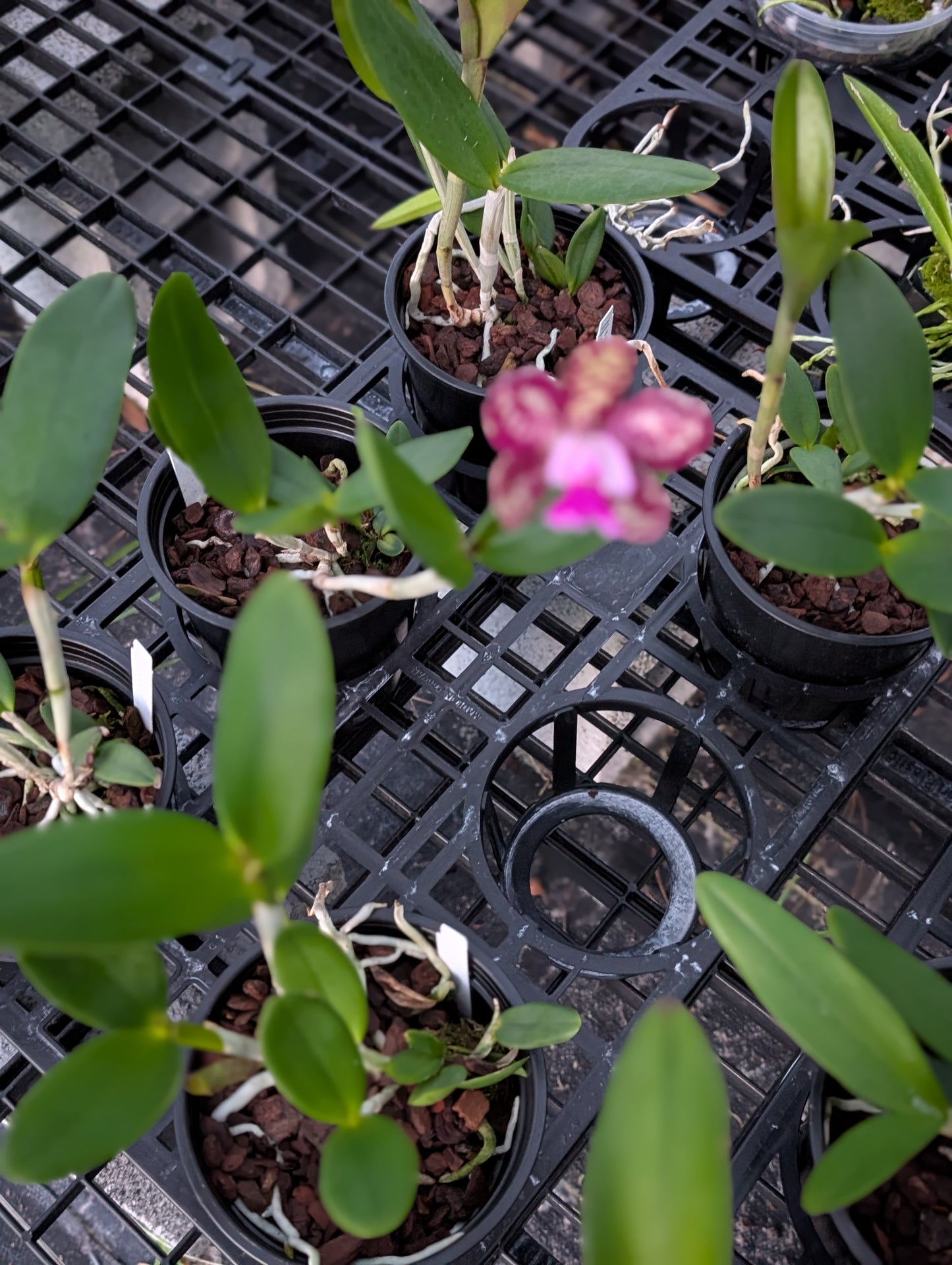 C. Caudebec 'M.O.' x C. Motte Spot 'Ruden' | BS | 5"pot