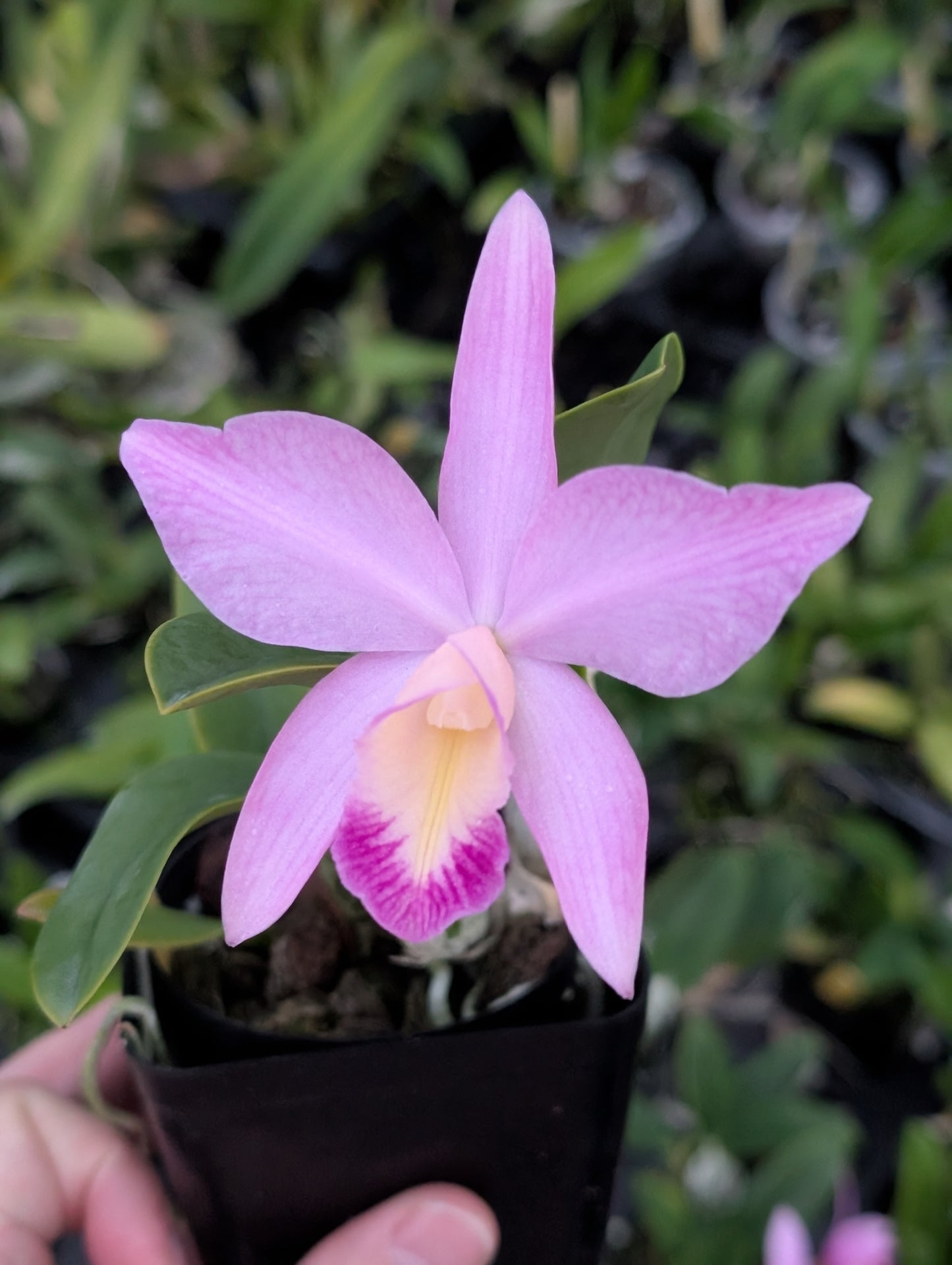 C. QF Keala (C. QF Hazel Kealoha x C. nobilior) | BS not in bloom