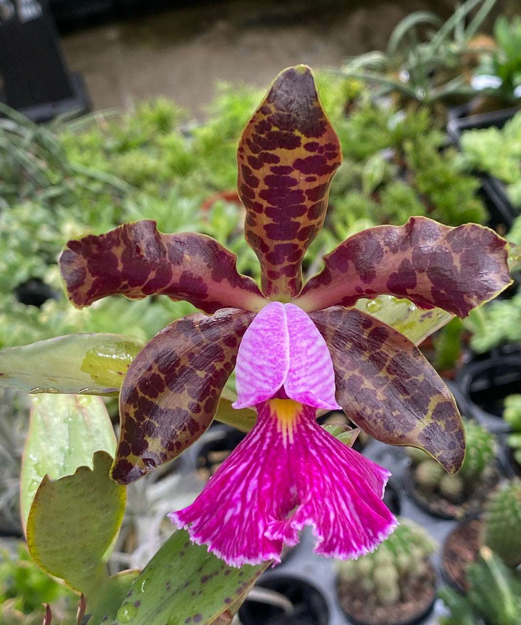 Cattleya Peckaviensis | Mounted on Teak or Cork | Live orchid plant
