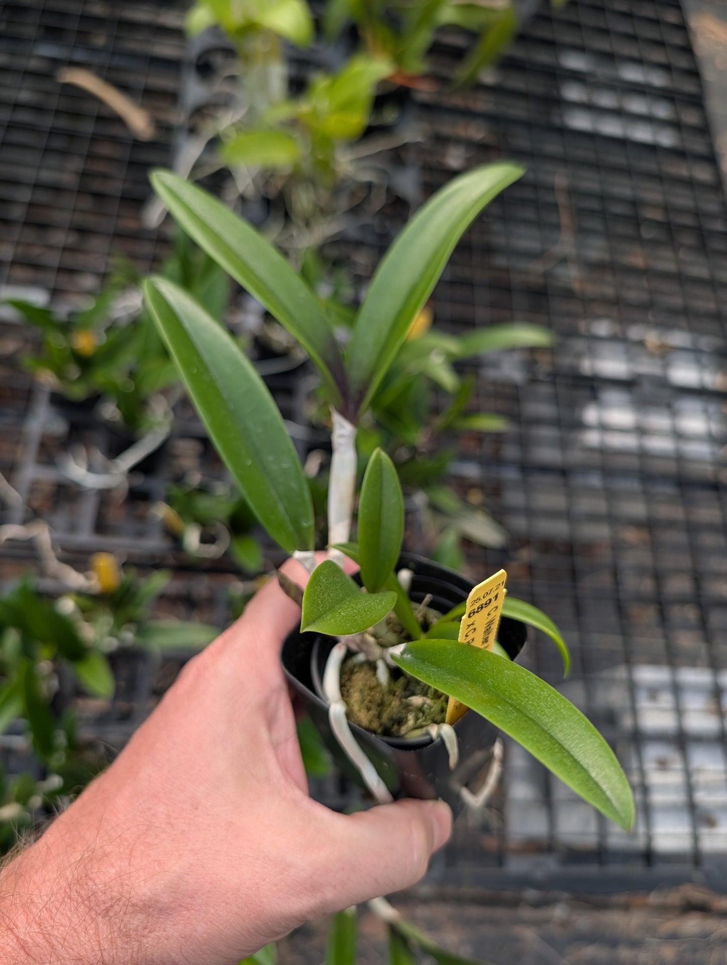 C. Walter August 4N 'Purple Dogs' x C. Peckaviensis 'HOF' | BS not in bloom