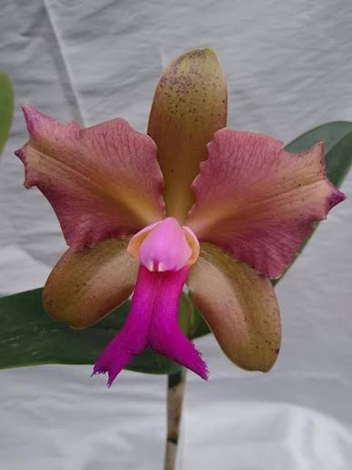Blc. Chinese Bronze x C. tigrina trilabelo 4n | Bareroot New Import