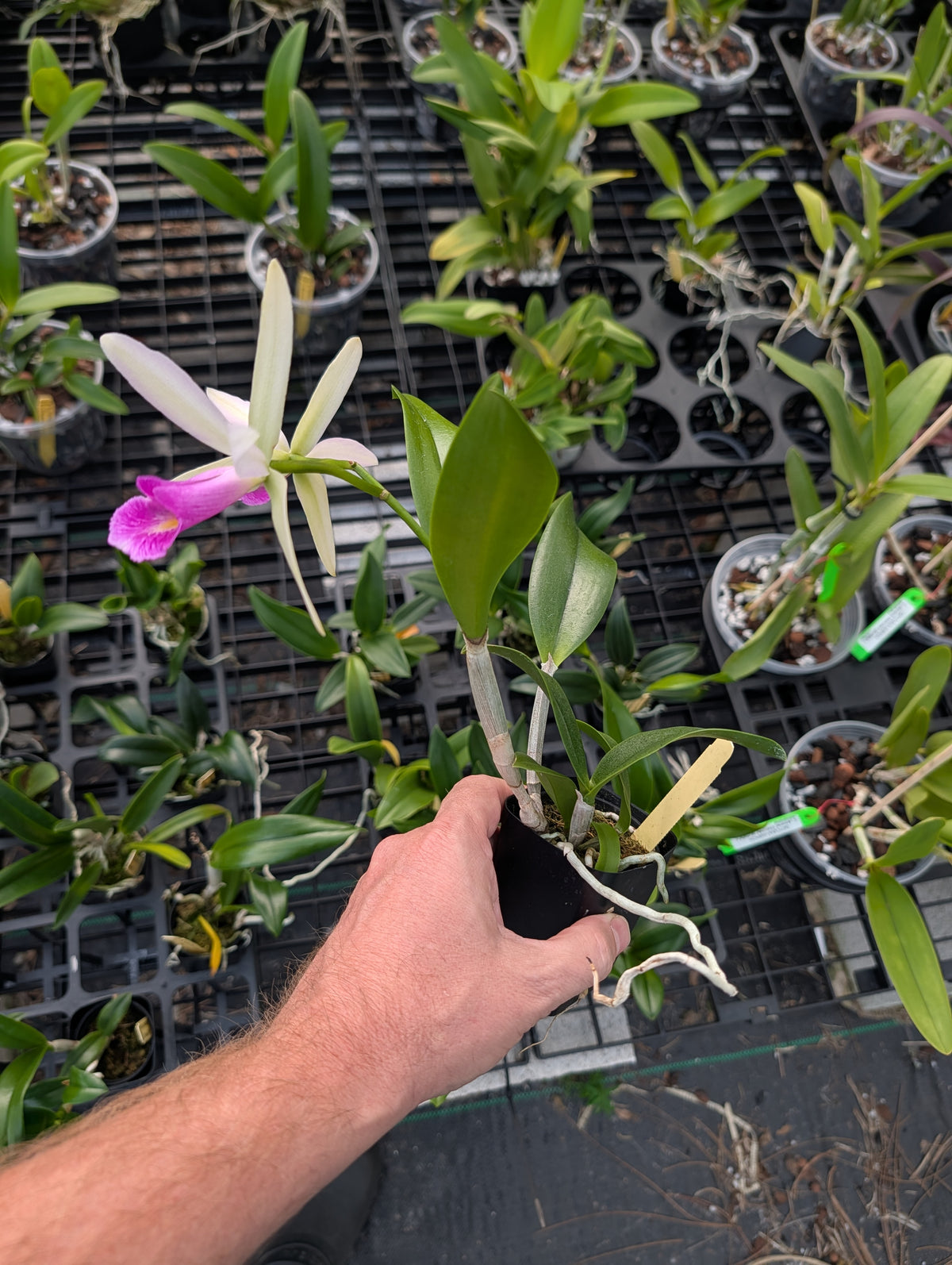 Pcv. Key Lime Stars x C. violacea 'HOF' | BS not in bloom
