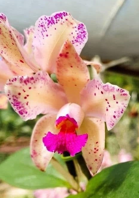 C. amethystoglossa Pessego x Salmonea Lisa | Bareroot new Import