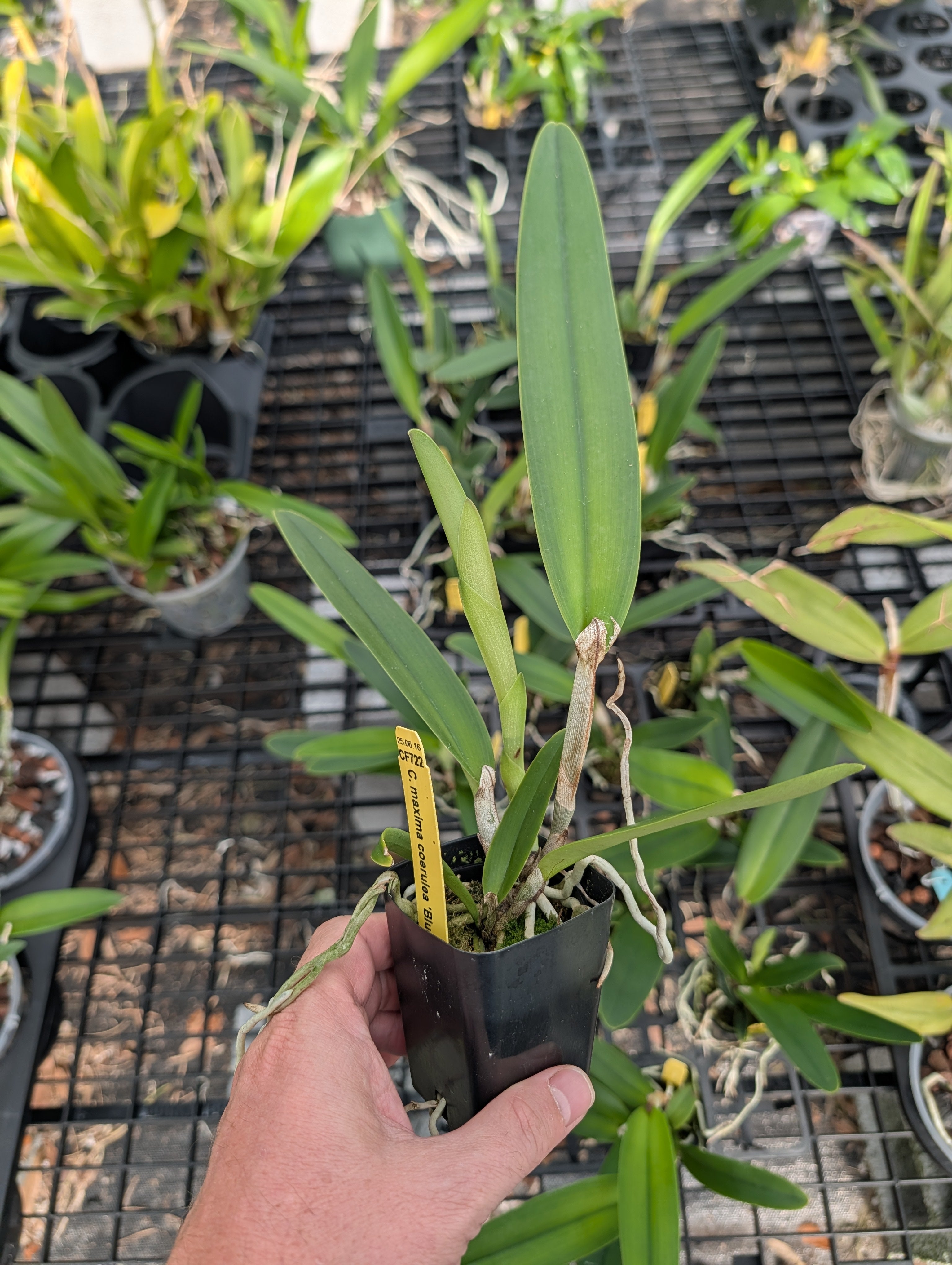 Rarities – Barefoot Orchids