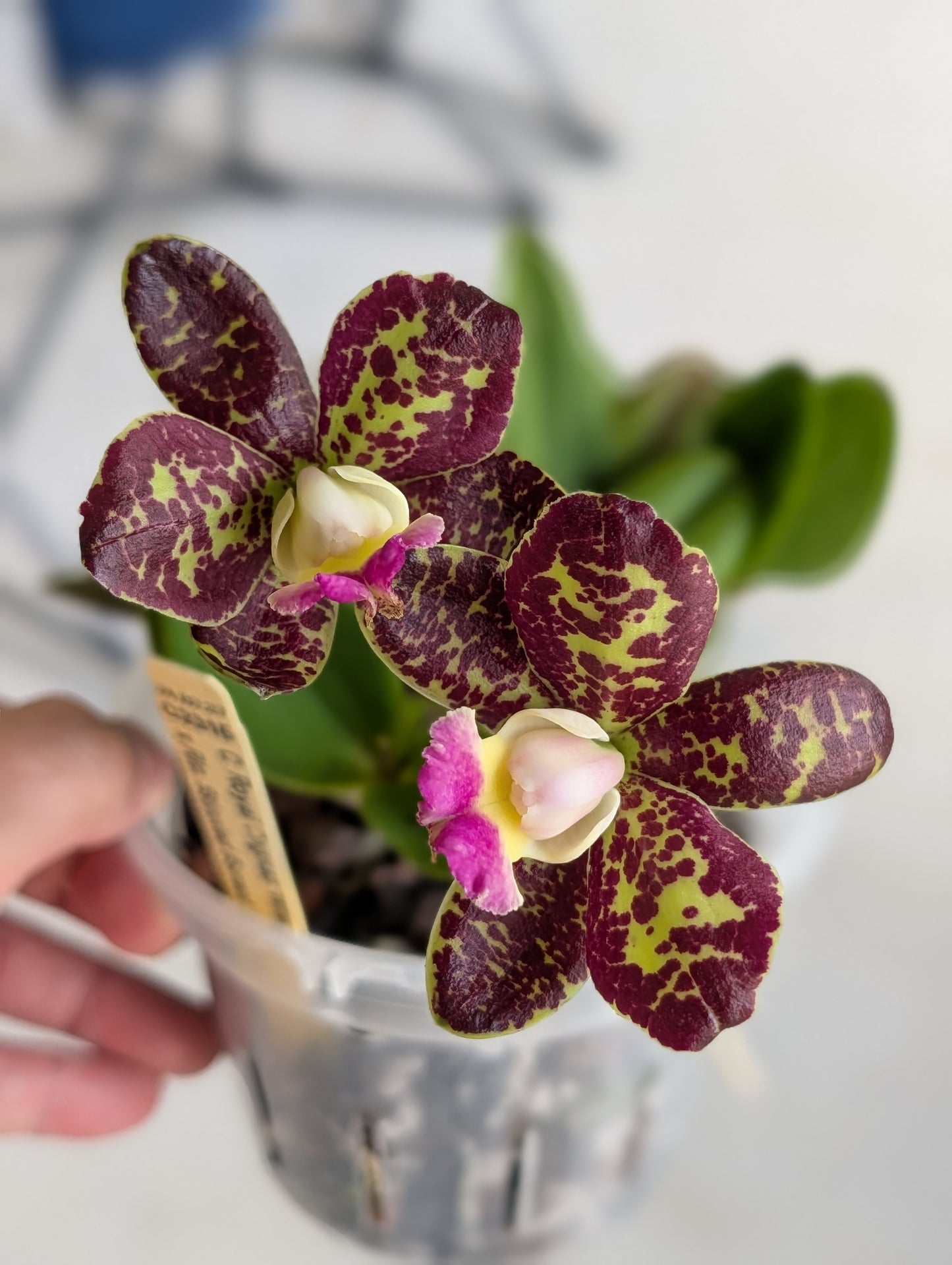 C. Royal Congnac 'Wilson' x Rlc. Stippled Sunset 'C.H'