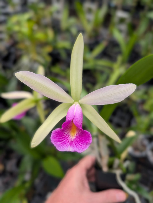 Pcv. Key Lime Stars x C. violacea 'HOF' | BS not in bloom