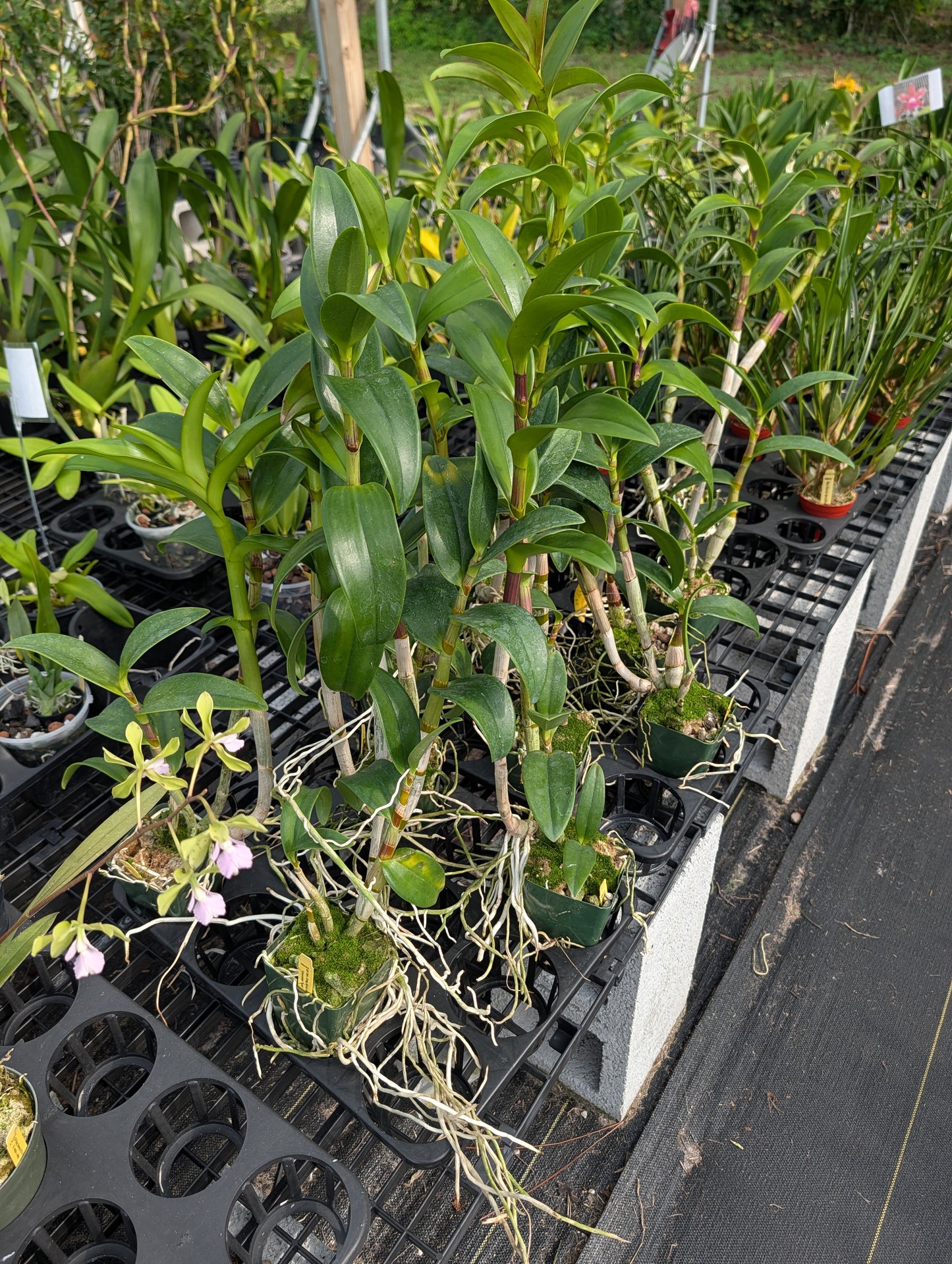 Den. Greg Scott 4N x Den. Kaipu 4N | BS | 4" Pots