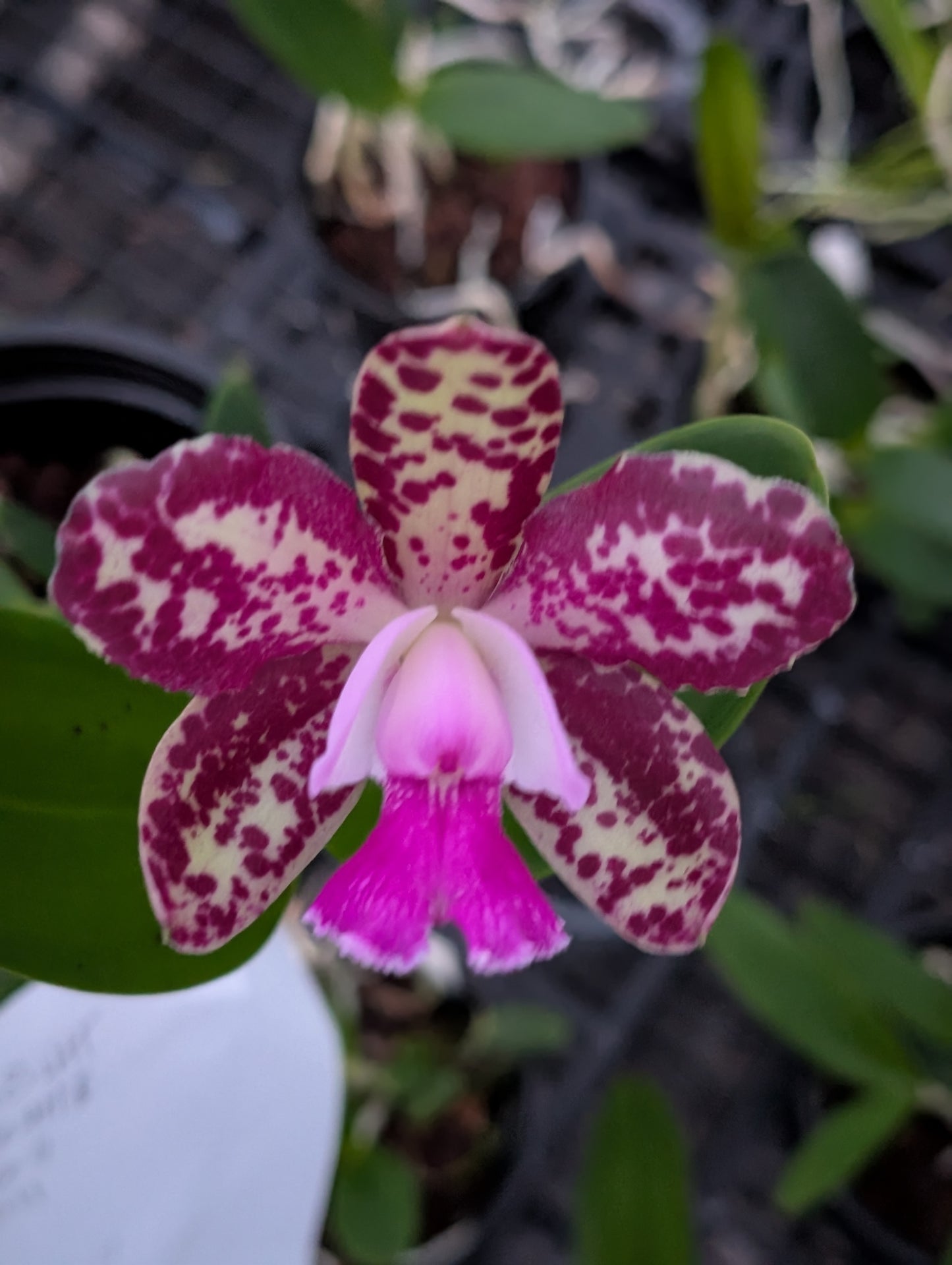 C. Caudebec 'M.O.' x C. Motte Spot 'Ruden' | BS | 5"pot