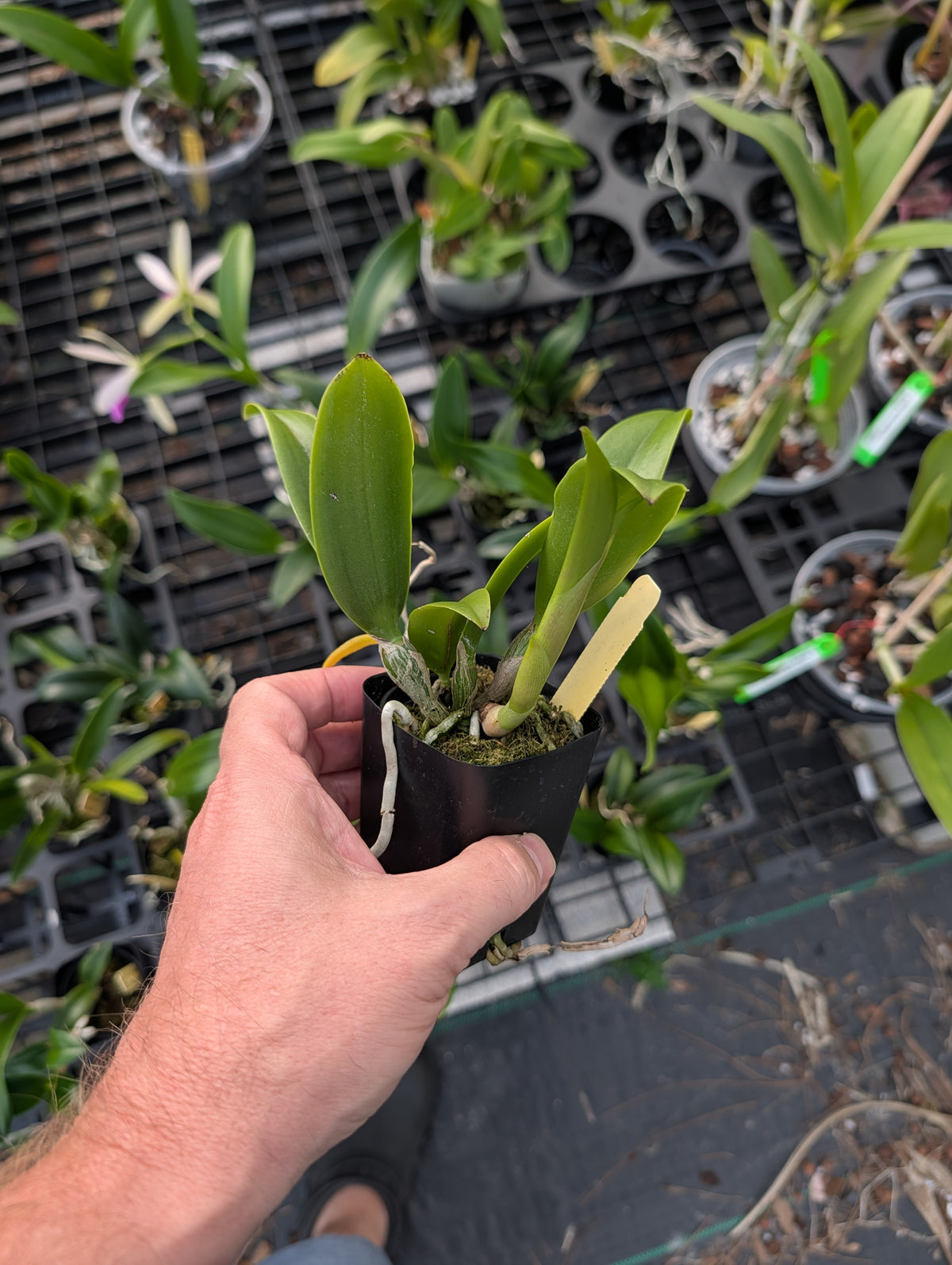 Pcv. Key Lime Stars x C. violacea 'HOF' | BS not in bloom