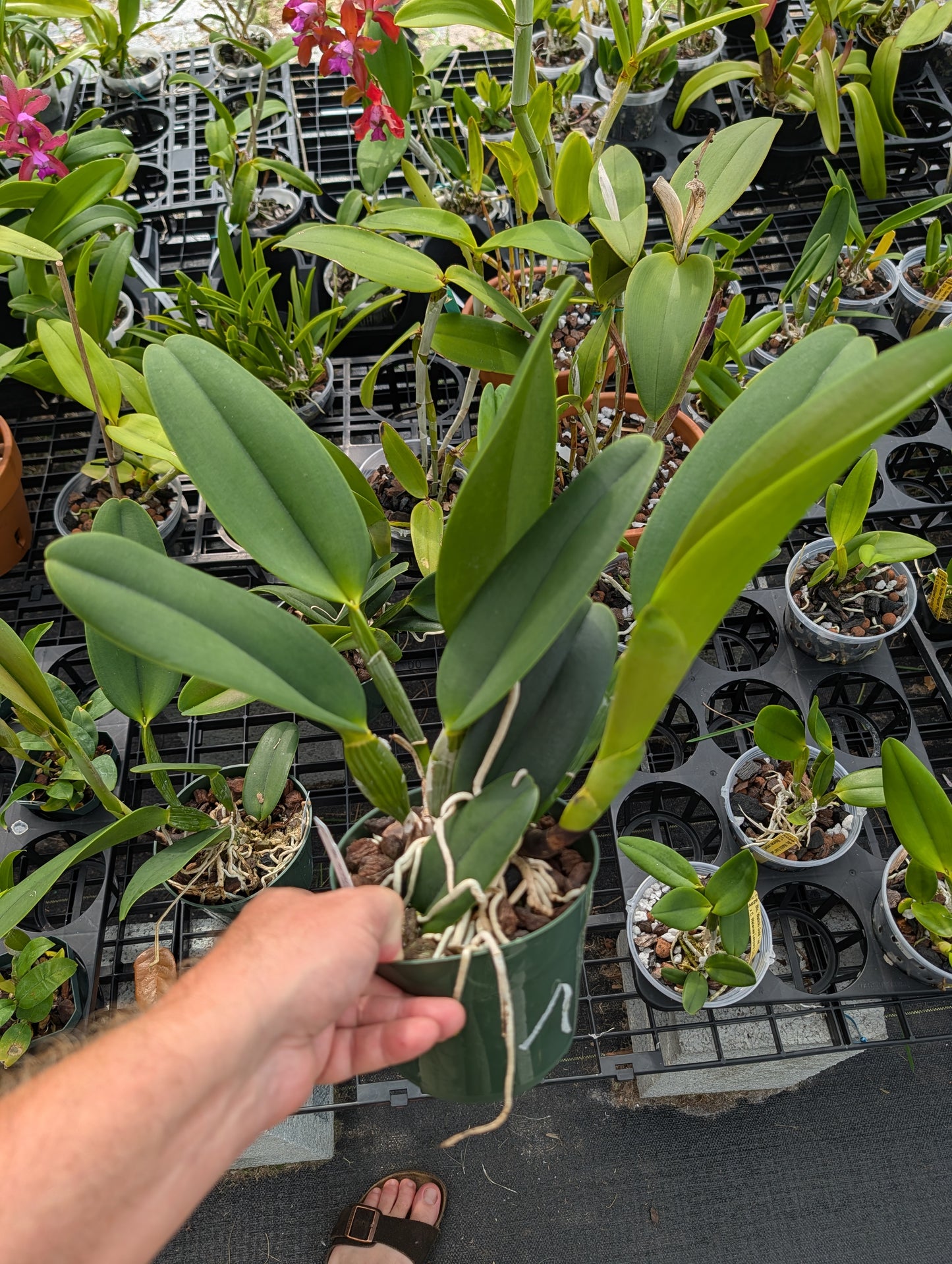 Rlc. Marsha T. Tsuruda 'Volcano Queen' | 5.5" pot | BS not in bloom