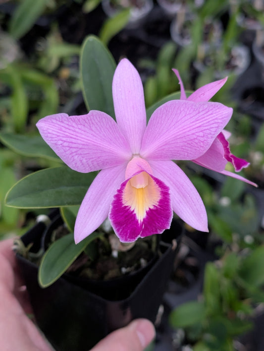 C. QF Keala (C. QF Hazel Kealoha x C. nobilior) | BS not in bloom