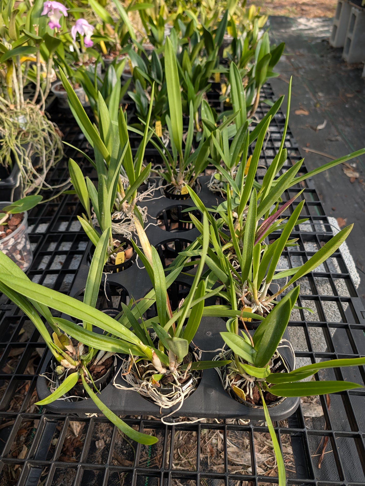 Psv. Nodoprismo (B. nodosa x Psh. prismatocarpa) | BS not in bloom