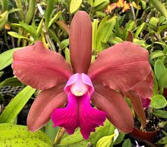 Blc. Chinese Bronze x C. tigrina trilabelo 4n | Bareroot New Import