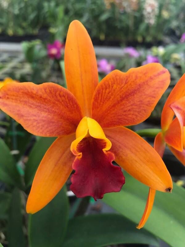 Rth. (Netrasiri Starbright x Kauai Starbright) STK | Live Blooming Size Orchid not in bloom