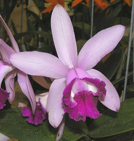 C. intermedia var. orlata | NBS