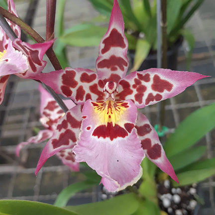 Alcra. Vivacious 'Partytime' | In-spike/Flower