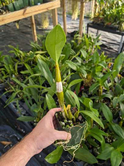 Dendrobium Sherry Abe | Live blooming size orchid