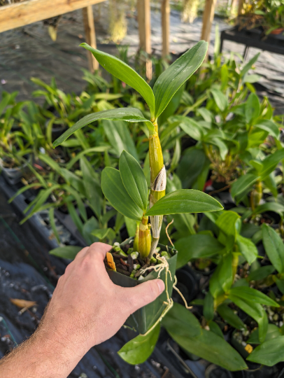 Dendrobium Sherry Abe | Live blooming size orchid