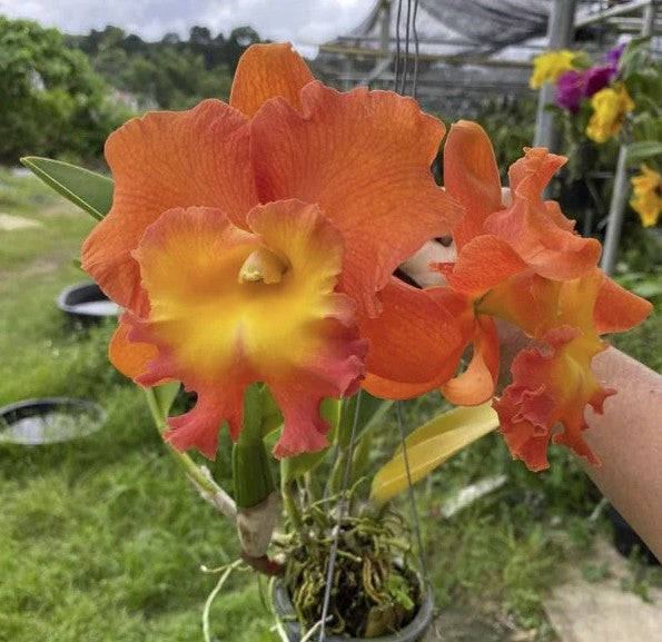 Rlc. Star of Siam | NBS