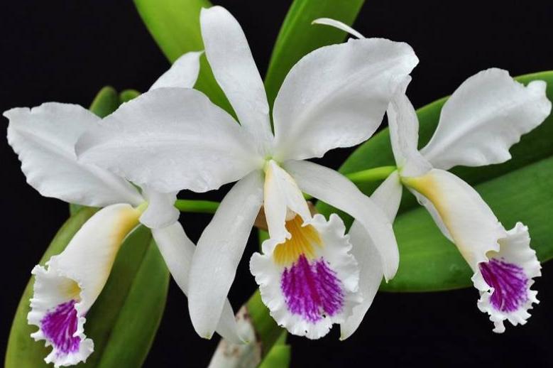 C. Jentri (C. jenmanii v. alba x C. trianae v. coerulea 'Blue' ) | 5" pot | Live Blooming Size Fragrant Orchid