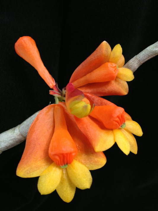 Den chrysopterum x den lawesii 'Two-tone'