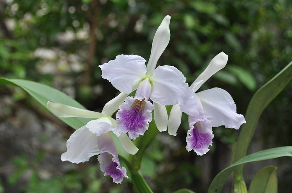 C. Jentri (C. jenmanii v. alba x C. trianae v. coerulea 'Blue' ) | 5" pot | Live Blooming Size Fragrant Orchid