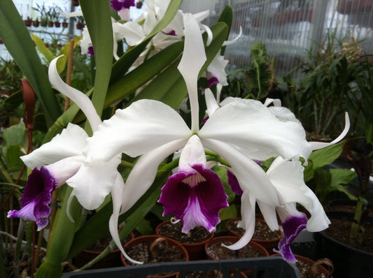 C. purpurata v. schusteriana | 5" pot BS not in bloom