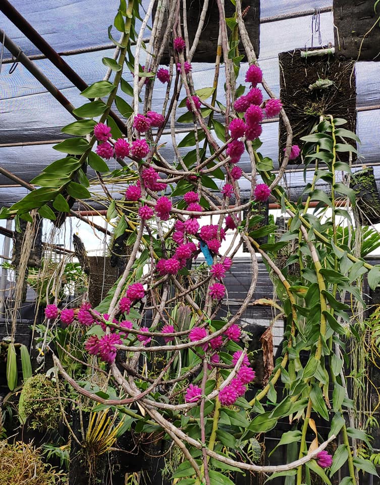 Den. purpureum albescens 'Soft Pink' x sib | BS not in bloom | 4" pot or Mounted