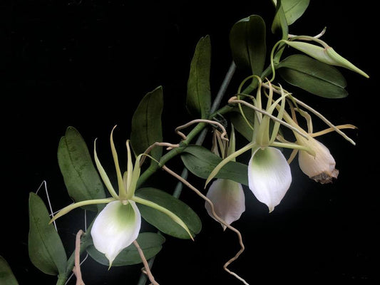 Angraecum infundibulare | NBS