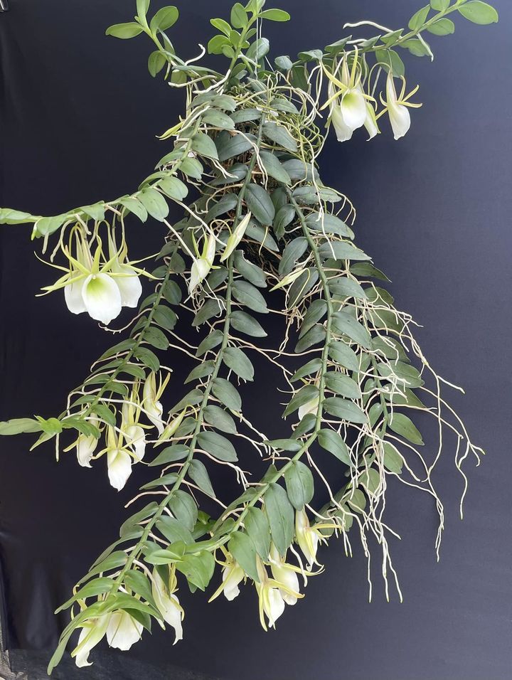 Angraecum infundibulare | NBS