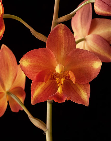 Spathoglottis Sunshine Minon | Live ground orchid