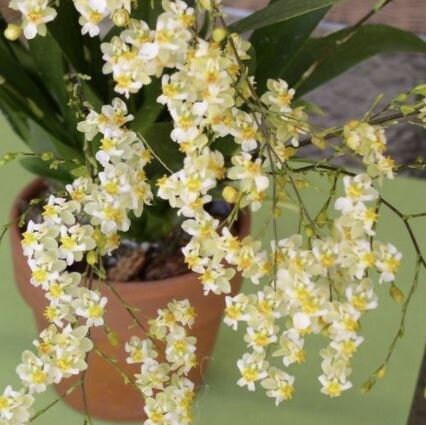 Oncidium Tsiku Marguerite  | Live Orchid | In spike as of 6/1
