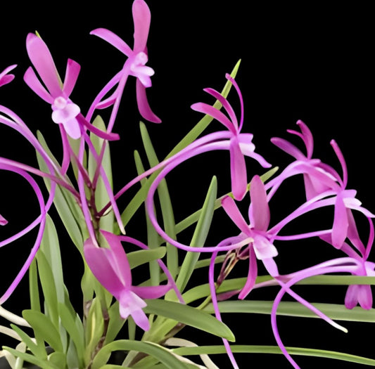 Vanda falcata magenta x pink | Miniature live blooming size orchid