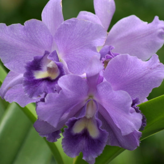 Rth. Volcano Blue 'Volcano Queen'  | 5" pot | Live Blooming Size Fragrant Orchid | Cattleya