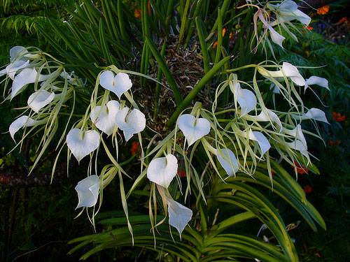 C. Volcano Pride 'V.Q.' x B. nodosa '4N' | Blooming Size not in bloom