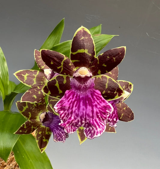 Zygopetalum Advance Australia 'HOF' AM/AOS / Very Fragrant / In Spike