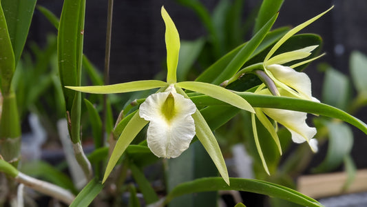 Pcv. Key Lime Stars | Fragrant - Barefoot Orchids