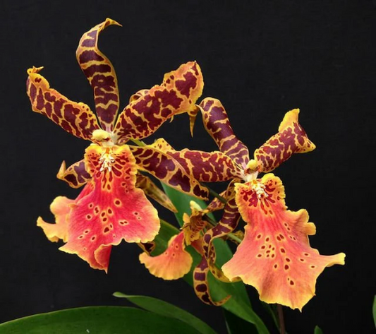 Alcra. Hilo Ablaze 'Hilo Gold' HCC/AOS | In Spike!