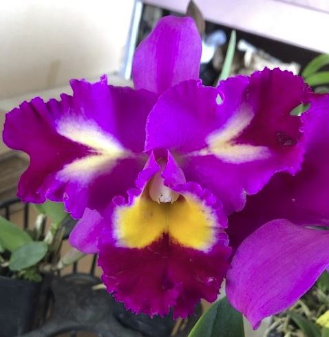 Blc. Rep. Clift Tsuji ‘Hawaii’ | Live Blooming size not in bloom