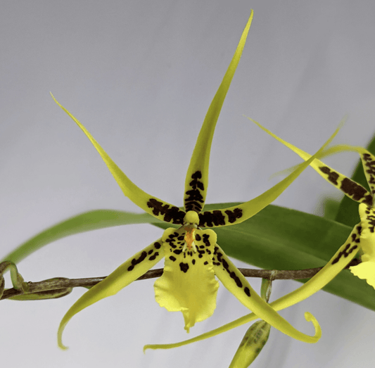 Brassidium Gilded Urchin 'Ontario' - Barefoot Orchids