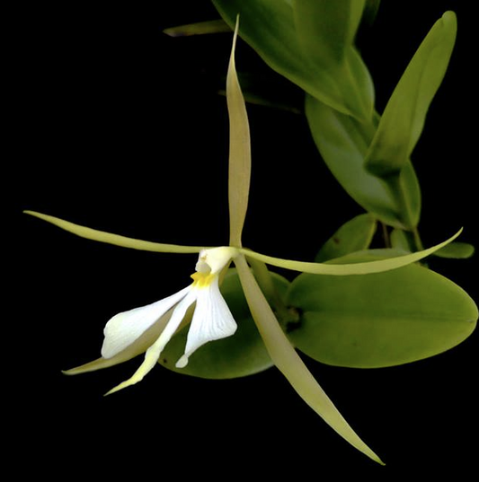 Epidendrum nocturnum | Previously bloomed not in bloom | 3.5" pot