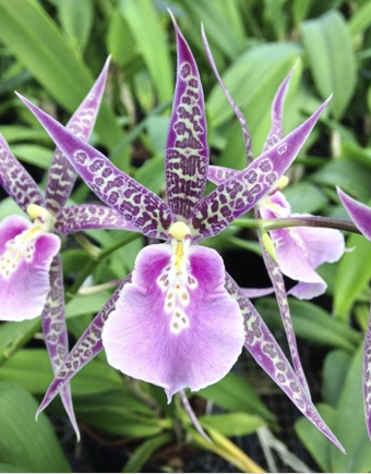 Mtssa. Charles M. Fitch 'Izumi' AM/AOS - Barefoot Orchids