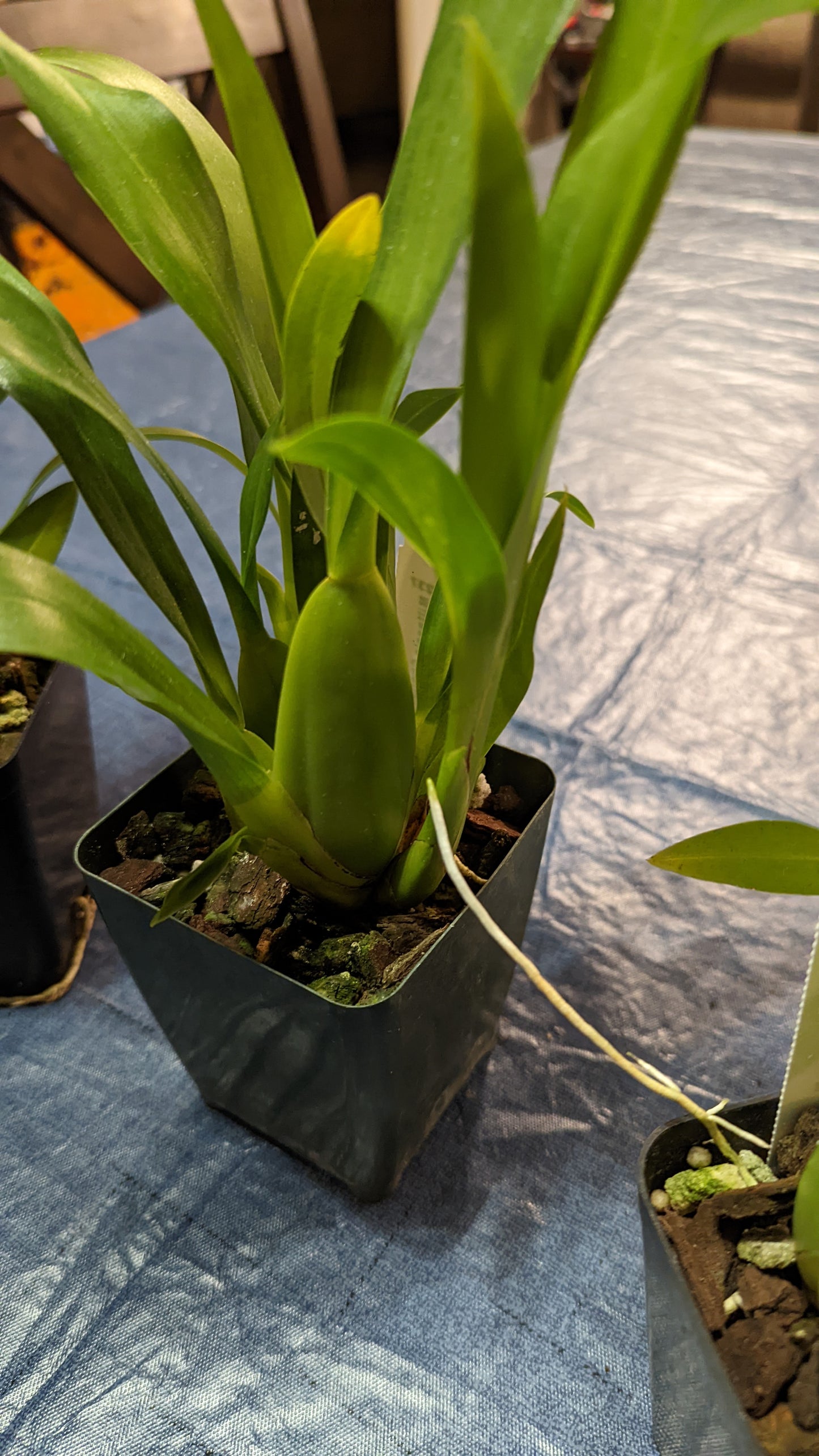 Mtssa. Charles M. Fitch 'Izumi' AM/AOS - Barefoot Orchids