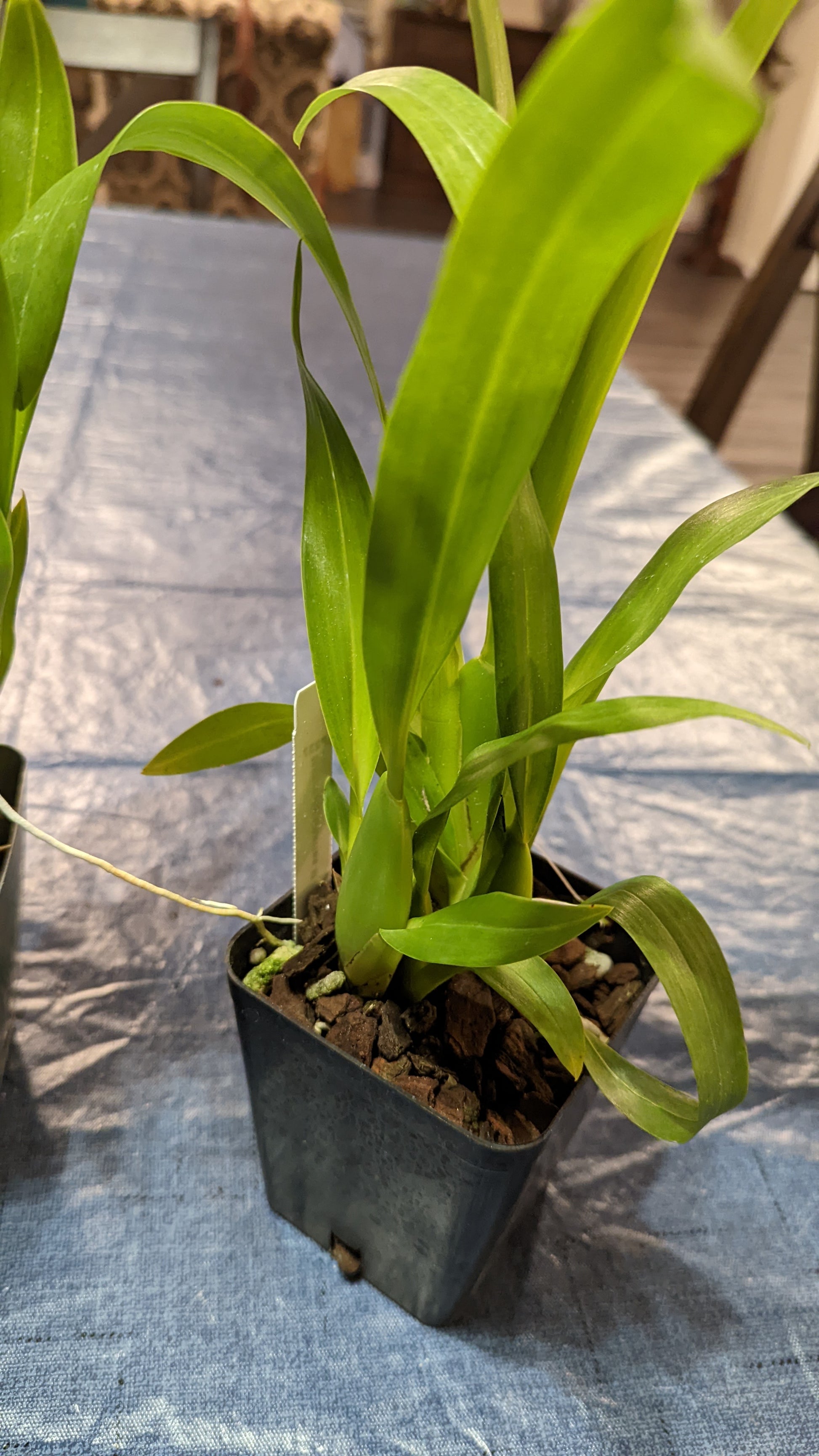 Mtssa. Charles M. Fitch 'Izumi' AM/AOS - Barefoot Orchids